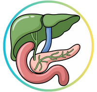 Gut and Liver Health