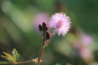 Lajjalu