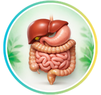 Gut & Liver