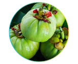 Garcinia cambogia